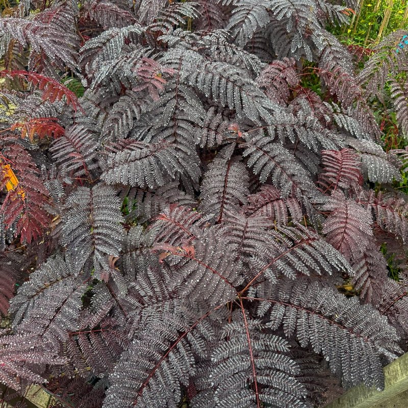 Albizia julibrissin (Albízia čokoládová )´SUMMER CHOCOLATE´® -kont. C10L, výška 150-170 cm - VIACKMENNÁ